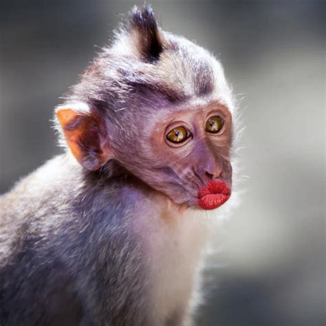 Monkey Lips Pic | Lipstutorial.org