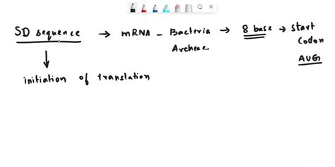 SOLVED: If there were a mutation in the Shine-Dalgarno sequence that caused the spacing from AUG ...