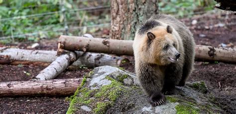 Animals at Northwest Trek: free-roaming, bears, cats, canines and more.