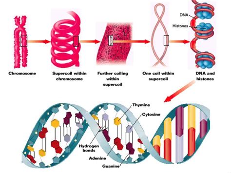 Nucleic acid structure