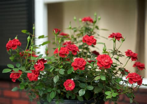 Sunrosa Red Shrub Rose - Monrovia - Sunrosa Red Shrub Rose | Shrub ...