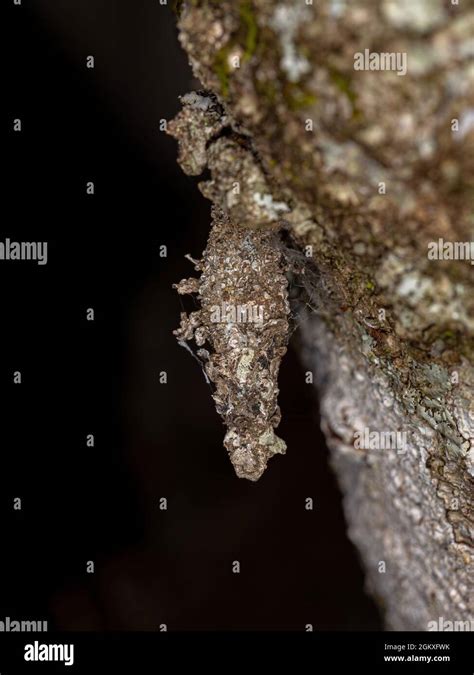 Bagworm moth hi-res stock photography and images - Alamy