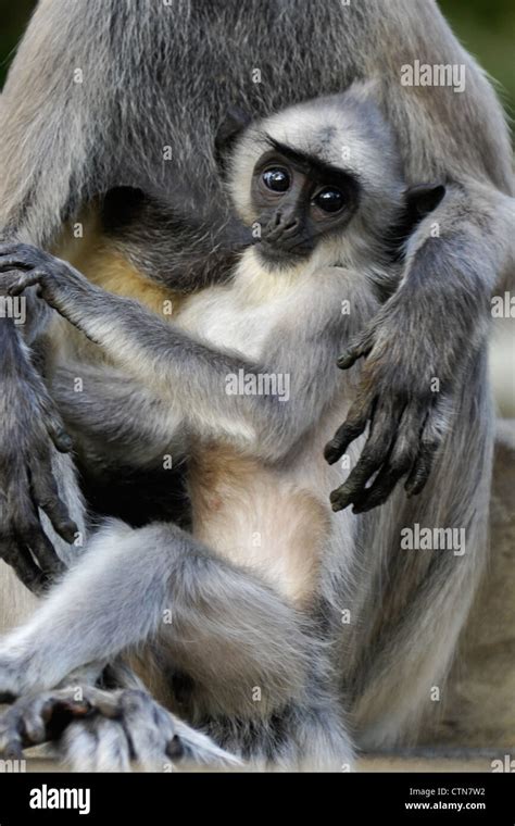 Tufted gray (Hanuman) langur baby suckling, Katagarama, Sri Lanka Stock ...