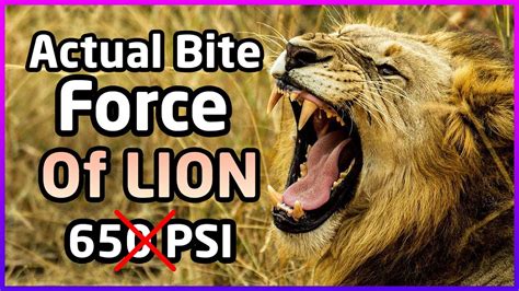 LION VS TIGER - The Bite Force | Actual Bite Force Of Lion! - YouTube