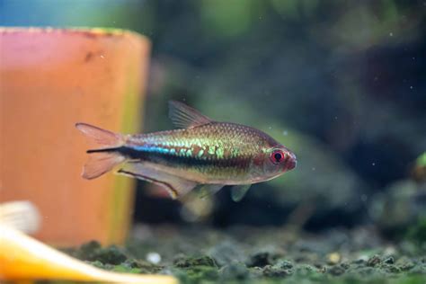 Rainbow Tetra: Nematobrycon Lacortei A Comprehensive Guide To Care, Breeding, And More ...