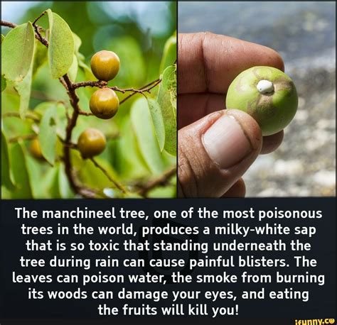 The manchineel tree, one of the most poisonous trees in the world, produces a milky-white sap ...