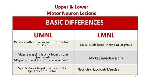 Lower Motor Neuron Lesions Examples | Webmotor.org