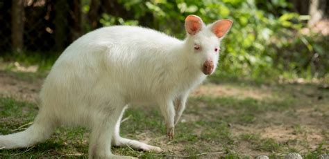 BENNETT'S WALLABY - Yellow River Wildlife Sanctuary