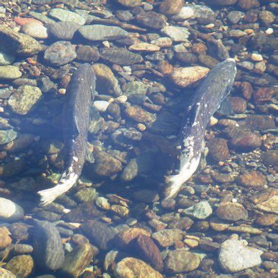 Chinook Salmon - Pacific Forest Trust