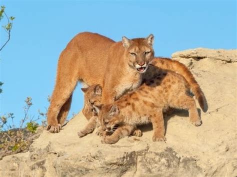 Mountain Lion And Her 3 Cubs Caught On Trail Cam In Colorado | Denver ...