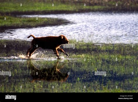 MB-205 FRISKY BISON CALF RUNNING IN POND WATER Stock Photo - Alamy