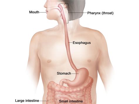 What Is Stomach Cancer? - NCI