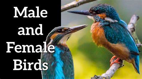 How to Identify Male and Female Birds - YouTube