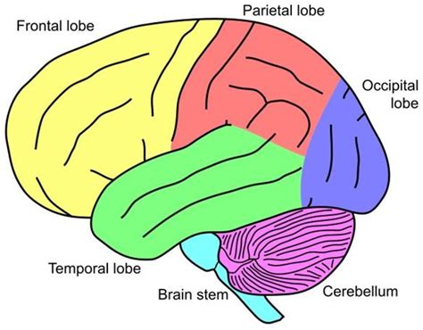 Lesson Plan: Basic Brain Anatomy For Elementary School