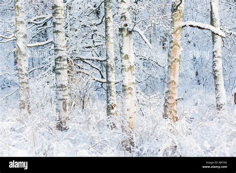 Typically Finnish snow-covered silver birch forest, Espoo, Finland Stock Photo - Alamy