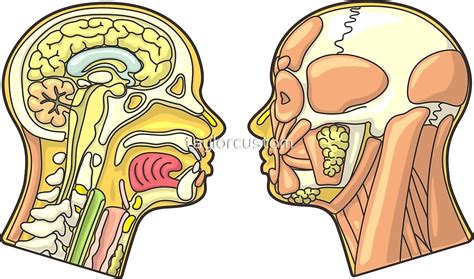 "Human Head Anatomy Diagram" by taylorcustom | Redbubble