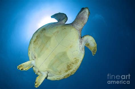 Hawksbill Sea Turtle Belly, Australia Photograph by Todd Winner