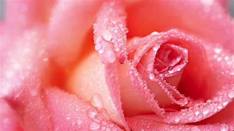 Pink Rose With Water Drops Close-up Stock Footage Video 3688550 - Shutterstock