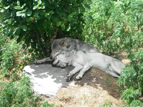 Ghost and Nymeria reunite, take a nap as they await their screen time ...