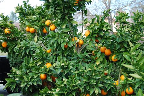 'Moro' Blood Orange Tree | First "real" crop this young tree… | Flickr