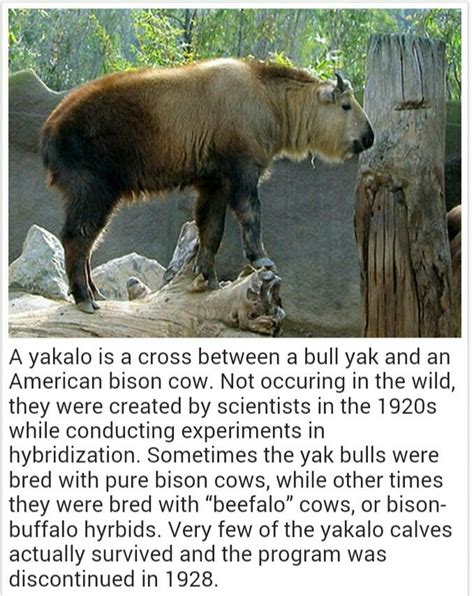 Yakalo hybrid animal | Rare animals, Animals, Animal lover