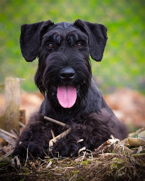 17 Best images about Giant Schnauzer on Pinterest | Giant schnauzer ...