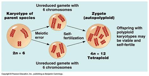 autopolyploidy | Pearson education, Chromosome, Pie chart