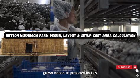 Button Mushroom Farm Design, Layout & Setup Cost Area Calculation - YouTube