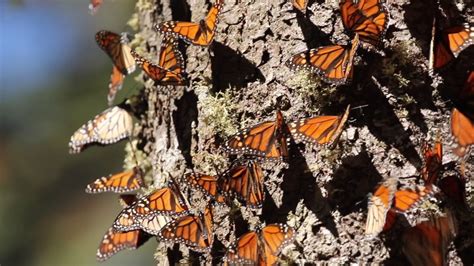 Monarch Butterflies: Great Migration - YouTube