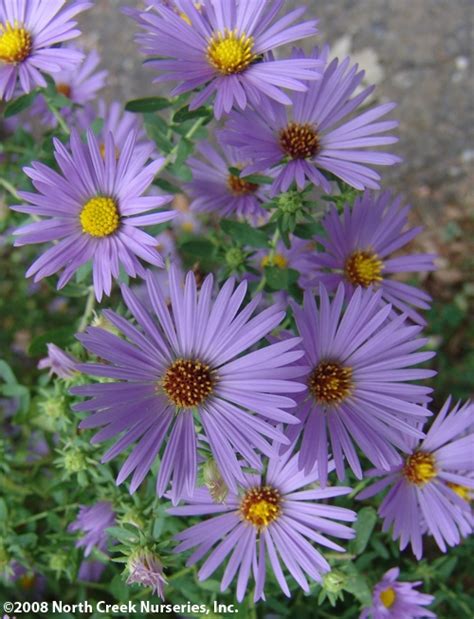 Plant Autumn Asters Instead Of Mums | What Grows There :: Hugh Conlon ...