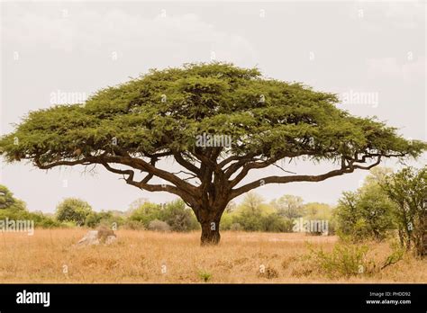 Acacia tree in Savannah Zimbabwe, South Africa Stock Photo - Alamy