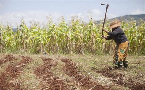 What farmers need to move beyond subsistence farming - FarmKenya Initiative