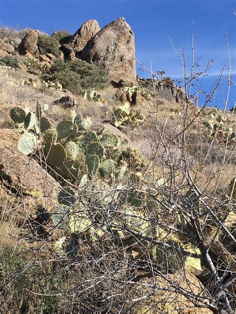 Cactus Desert Landscape - Free photo on Pixabay - Pixabay