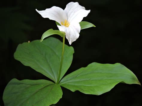 The Beautiful Great White Trillium