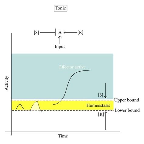 Tonic and reactive regulatory motifs: (a) the tonic regulatory motif ...