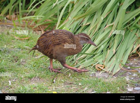 New Zealand Weka flightless bird Stock Photo - Alamy