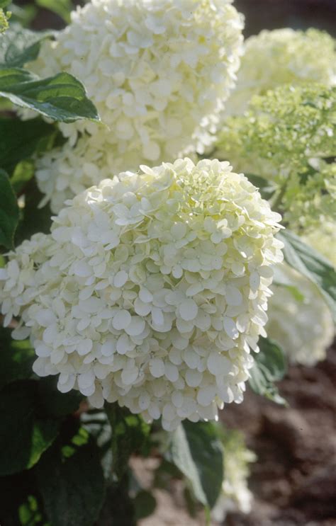 Limelight Hydrangea Tree - Plant Library - Pahl's Market - Apple Valley, MN