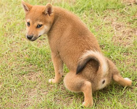 530+ Shiba Inu Flowers Stock Photos, Pictures & Royalty-Free Images ...