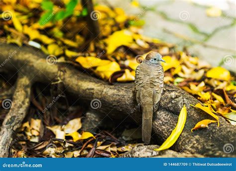 Zebra dove on root stock image. Image of small, foliage - 144687709