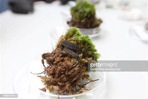 Firefly Larvae Photos and Premium High Res Pictures - Getty Images