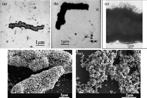 Low magnification TEM images, from (a) to (c), and SEM images in (d)... | Download Scientific ...