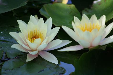 Yellow water lily 2 Free Photo Download | FreeImages