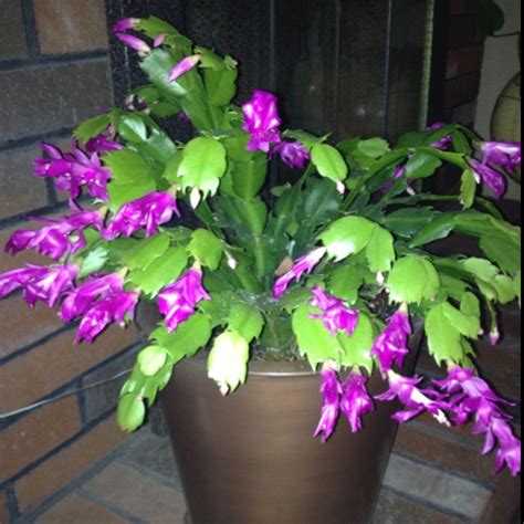 Blue Christmas Cactus Colors - Christmas Day