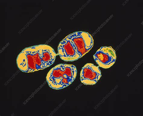 Methylobacter mesophilicum bacteria - Stock Image - B220/0972 - Science Photo Library