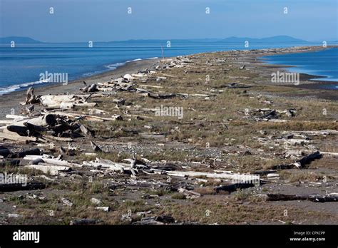 Sand Spit - Dungeness National Wildlife Refuge - Sequim, Washington USA Stock Photo - Alamy