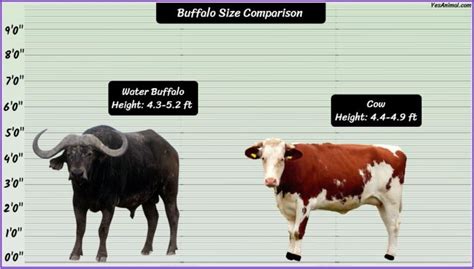 Buffalo Size Explained: How Big Are They Compared To Others?