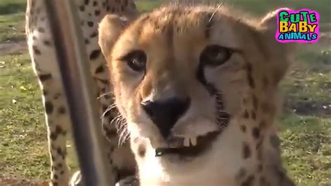 Cheetah Meowing are Super Cute - Cheetah Meow Sound - YouTube