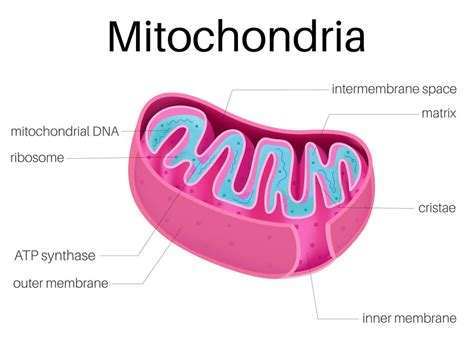 Mitochondria may play a key role in healthspan and cognitive function