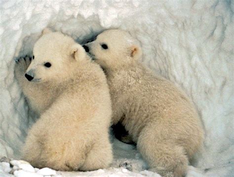 Polar Bear Cub HD Desktop Wallpaper 18239 - Baltana