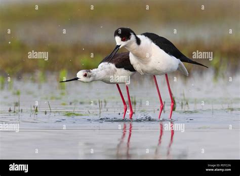 Black-winged Stilt breeding pair Stock Photo - Alamy